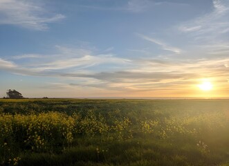 calming sunset serenity over fields and wildflowers
