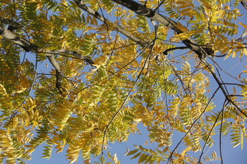 Autumn Tree Leaves and Branches isolated in sky
