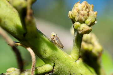 leafhopper in tree.Close up shot