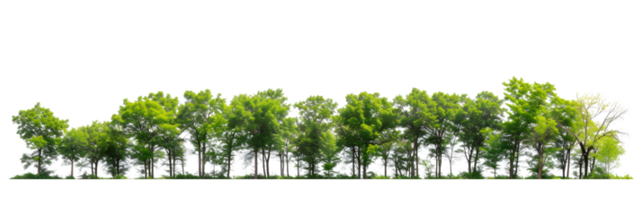 Green Trees isolated on white background