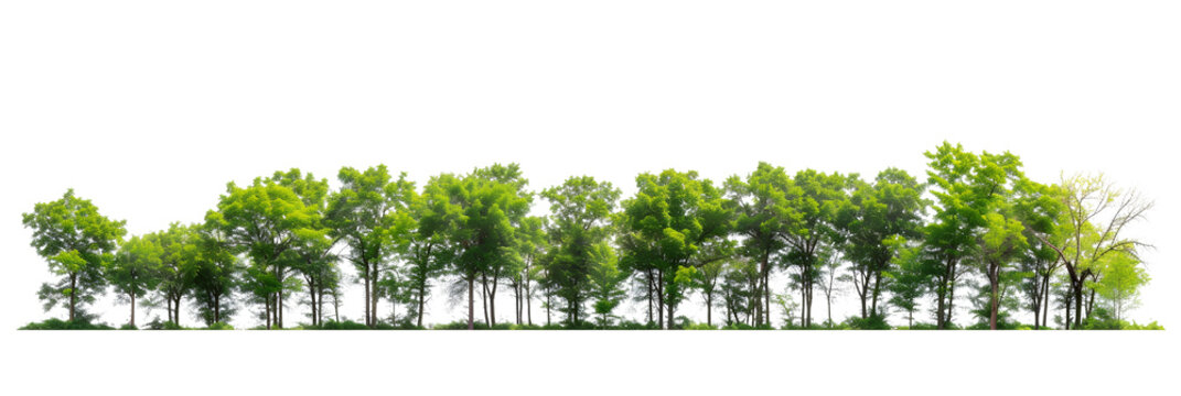 Green Trees isolated on white background