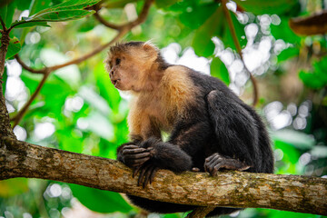 White Faced Monkeys in Costa Rica