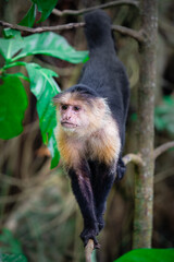 White Faced Monkeys in Costa Rica