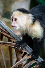 White Faced Monkeys in Costa Rica