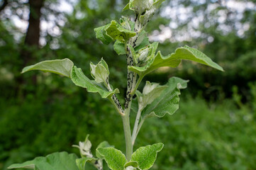 Many aphids on a plant