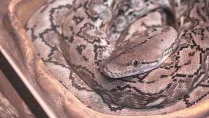 Reticulated python, Python reticulatus, non-venomous snake lies in a ring close-up.