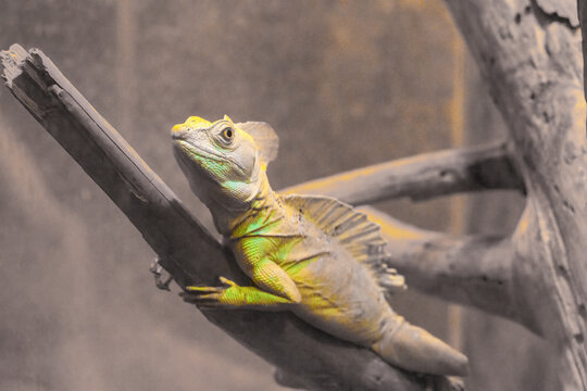 Basilisk basilisk, Basiliscus basiliscus, yellow-colored chameleon lizard on a dry branch close-up.