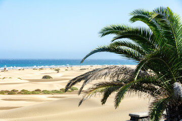 Obraz premium Palm tree on the sand dunes of Maspalomas with a view of the sea on Gran Canaria in Spain