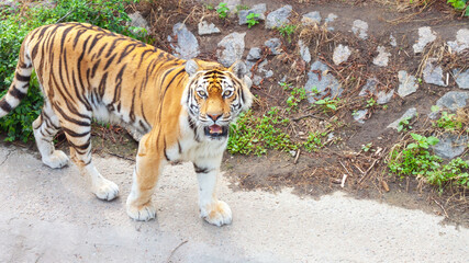 A dangerous tiger looks at the background of a stone mountain. Predator in nature.