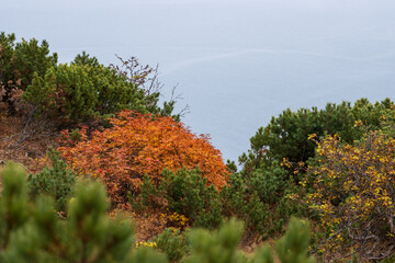 Autumn landscape. View of a bush of wild rowan among the thickets of dwarf pine on the sea coast. Blurred foreground. Beautiful natural background.