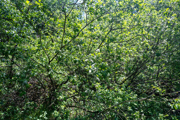 Fototapeta na wymiar Branches on a green tree