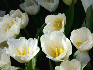 Water drops on white tulip flowers on the colors of tulips field