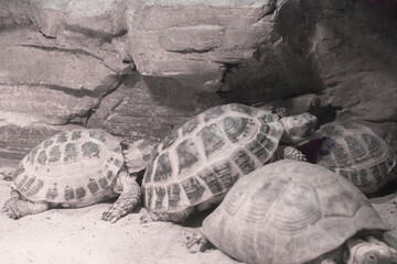 Yellow-headed Indian tortoise, a group of animals in a terrarium.