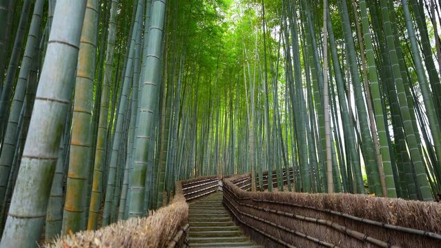 京都　化野念仏寺（あだしのねんぶつじ）の竹林