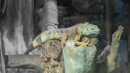 Common iguana close-up in the terrarium, reptile herbivorous lizard.