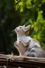 Adorable little cat sitting, cute kitten, Furry Cat, Beautiful Cat photo, Cat wallpaper, Cute kitty. White Cat sitting with blurred bokeh background
