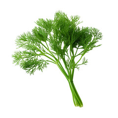 isolated dill on a white background with clipping path.