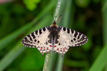 Fototapeta premium Forest fist butterfly ; Zerynthia cerisyi