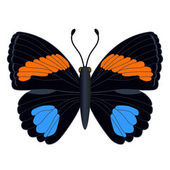 Variegated butterfly, suitable for sticker or icon. Detailed vector illustration. - 730727262