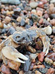 crabs on the beach