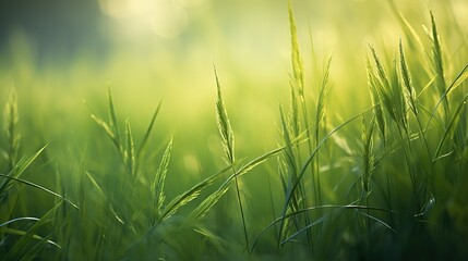 Grass in gadient blure, generative ai