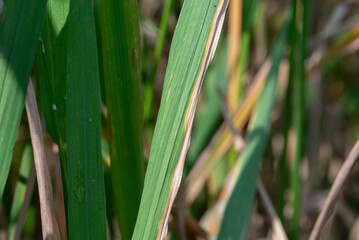 blight disease on rice leaf,close up shot.