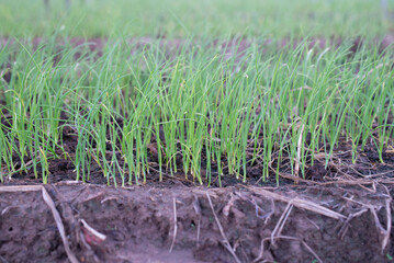 row of onion tree in the field