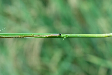 Rice stem borer, close up shot.