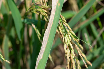 blight disease on rice leaf,close up shot.