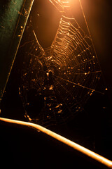 spider web in the night