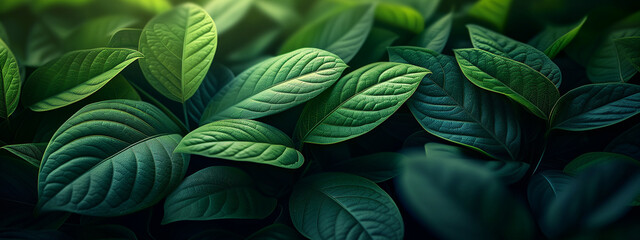 Fototapeta premium Green leaves in lush green colors background. Concept of ecology and healthy environment.