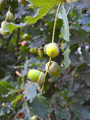 green acorns on the tree