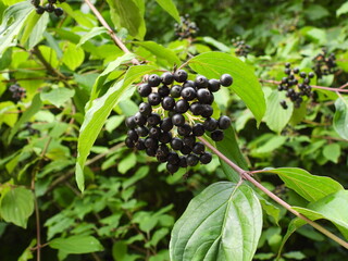 Black berries of the common dogwood (Cornus sanguineaand)