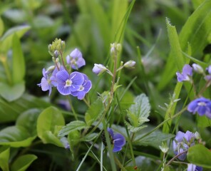 closeup of blue flowers of speedwell (Veronica)