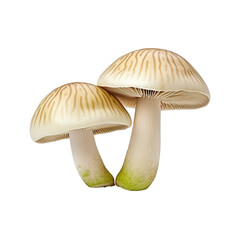 mushrooms of honeydew isolated on a white background