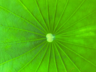 green lotus leaf for nature background fresh feeling with space for text