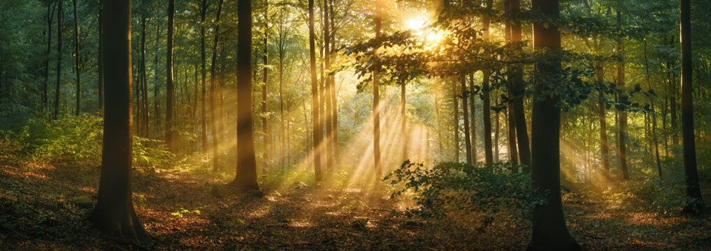 Enchanting sunlight through mist woodlands scenery with amazing golden sunrays illuminating the panoramic view. A tranquil landscape photo of natural beauty.