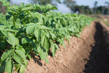Potato tree close up shot
