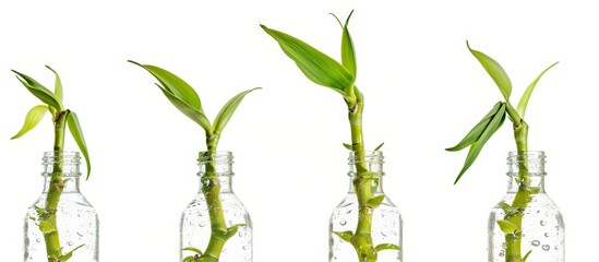 A cluster of bamboo plants, a type of terrestrial plant, growing in glass bottles, showcasing their unique plant stems and twig-like appearance.