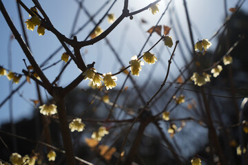 陽光に輝くロウバイの花