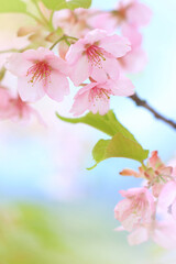 明るいイメージの桜・縦写真