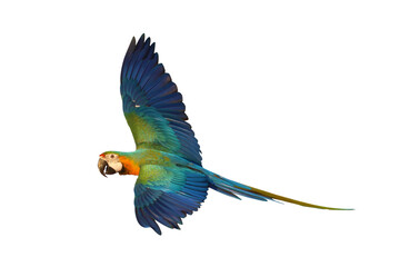 Colorful flying parrot isolated on transparent background png file	