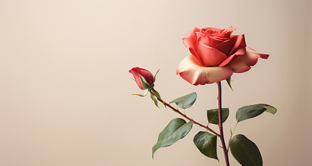 Rose with red and yellow on green stem, gray background. Banner with space for copying.