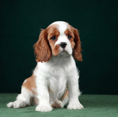 Cute cavalier king charles spaniel puppy on a green background