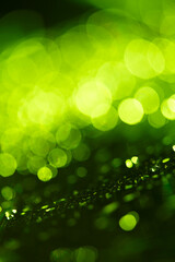 Fototapeta premium green blur background, holiday texture