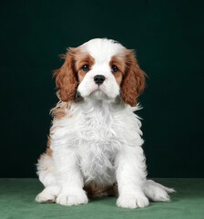 Cute cavalier king charles spaniel puppy on a green background