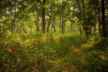 Sunlight filters through the dense canopy of Chitwan National Park, casting a mosaic of light and shadow on the forest floor teeming with vegetation.