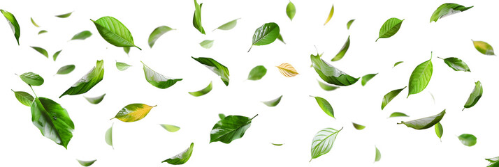 Isolate leaves movement falling slow down on transparent backgrounds 3d render png - obrazy, fototapety, plakaty