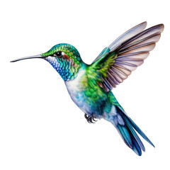 Obraz premium Flying hummingbird watercolor illustration. Drawing of colored colibri bird