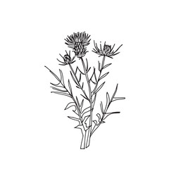 Elegant line drawing of a scottish thistle. Illustration for invites and cards